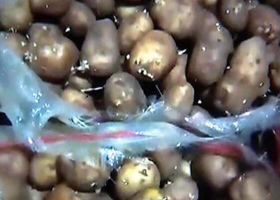 發(fā)霉的土豆