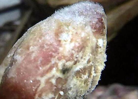 發(fā)霉的雞腿